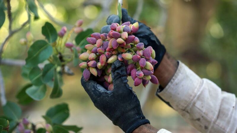 ‏بدأ موسم حصاد الفستق الإيراني لهذا العام وهي شجرة لا يتجاوز ارتفاعها المترين ولا يمكن أن تكون جاهزة لحمل الثمار
