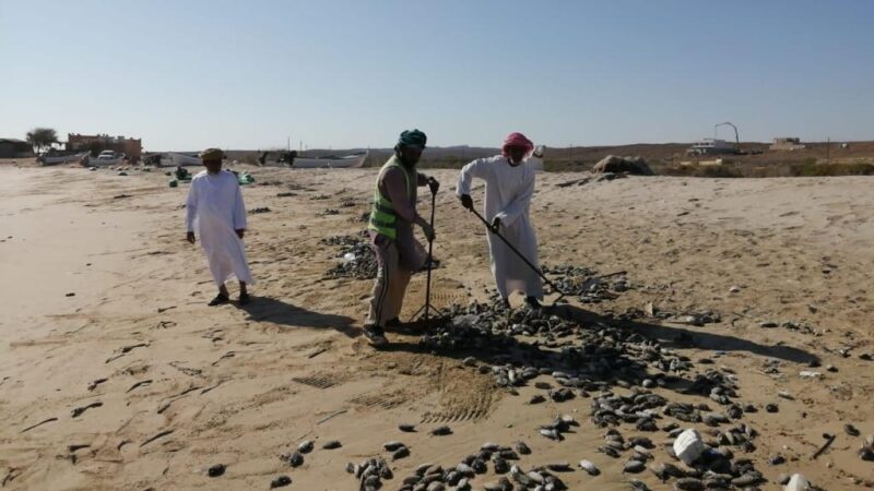 المختصين بمحمية السلاحف وبتعاون مع بلدية صور تقوم بحملة تنظيف الشواطئ