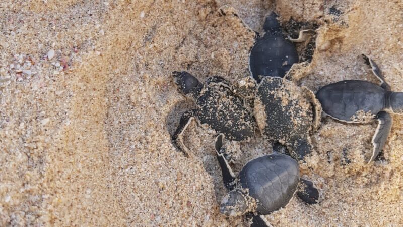 المختصون بقسم الرقابة البيئية بمحافظة جنوب الشرقية يتلقون بلاغ لوجود صغار السلاحف خارج المحمية